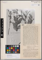 Foto von Salix fedtschenkoi Goerz